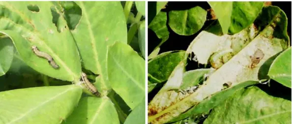Gambar 6.6 Ulat grayak  Spodoptera litura  (kiri)  dan  Ulat penggulung daun  Lamprosema  (kanan) 