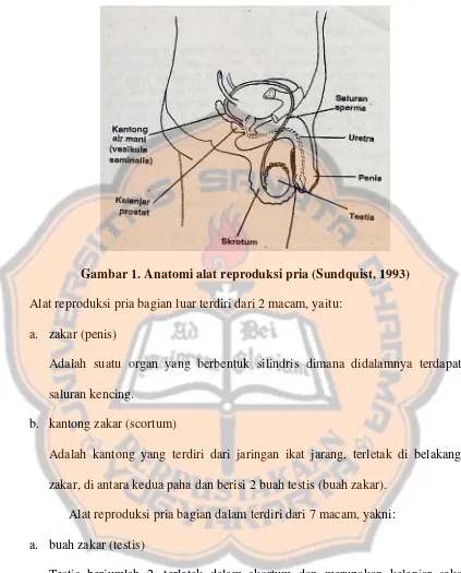 Gambar 1. Anatomi alat reproduksi pria (Sundquist, 1993) 