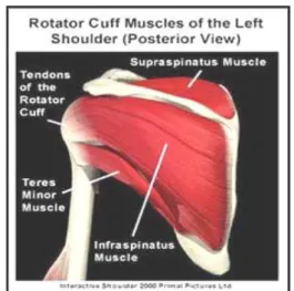 Gambar 2.5. Otot-otot bahu bagian posterior profunda Sumber : www. Shoulder Pain Info _com - Shoulder Anatomy.htm 
