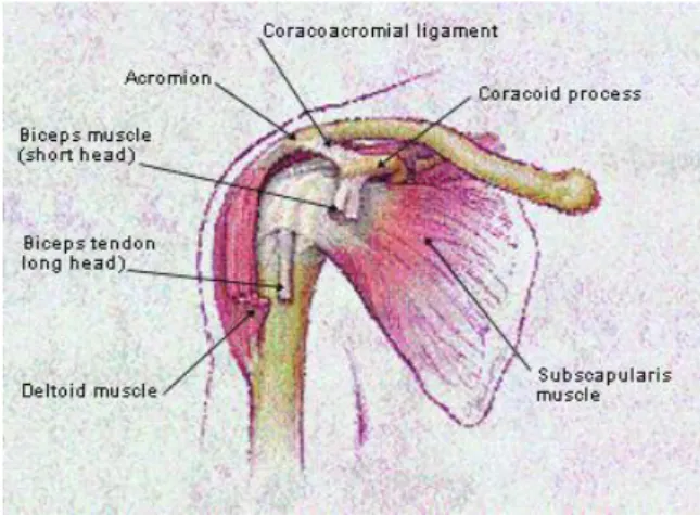 Gambar 2.6. Otot-otot bahu bagian anterior profunda.