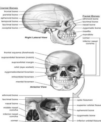 Gambar 2.3 Anatomi Cranial 3