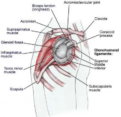 Table 1. Origins, Insertions, Actions, and Nerve Supplies of the Rotator Cuff Muscles (Open  Table in a new window)