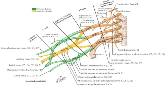 Gambar 1 : Pleksus Brachialis
