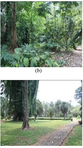 Gambar  5  Kondisi  habitat  Arboretum.  (a)  bagian  depan  Arboretum,  (b)  bagian  tengah  Arboretum  yang  banyak  ditumbuhi  tumbuah  bawah  dari  famili  Zingiberaceae,    (c)  dan  (d)  bagian  belakang  Arboretum  yang  berdekatan dengan Taman Teij