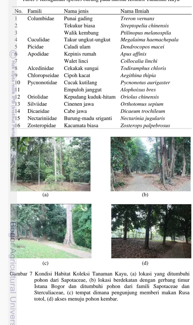 Gambar  7  Kondisi  Habitat  Koleksi  Tanaman  Kayu,  (a)  lokasi  yang  ditumbuhi  pohon  dari  Sapotaceae,  (b)  lokasi  berdekatan  dengan  gerbang  timur  Istana  Bogor  dan  ditumbuhi  pohon  dari  famili  Sapotaceae  dan  Sterculiaceae,  (c)  tempat 