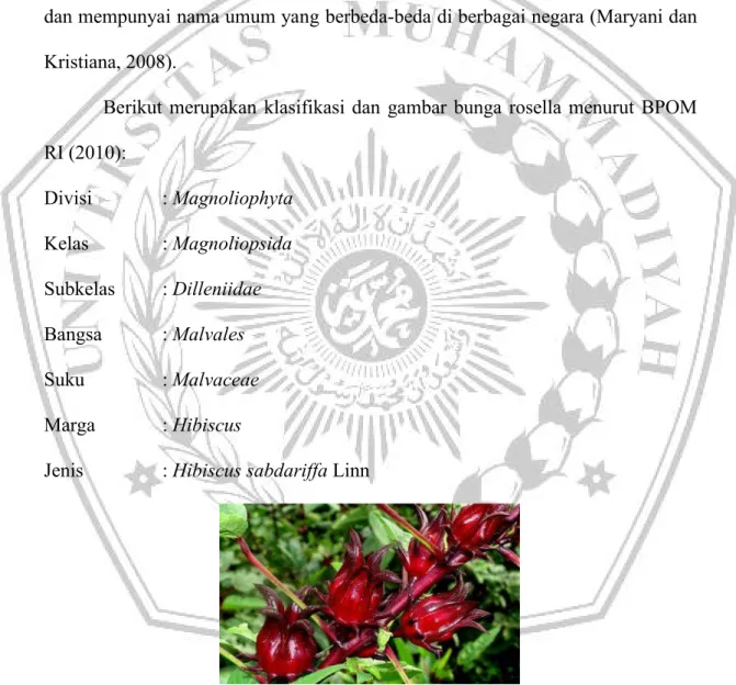 Gambar 1. Bunga Rosella (Hibiscus sabdariffa L.) Sumber: BPOM RI (2010)