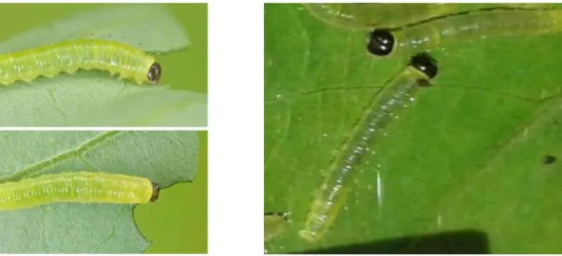 Gambar 4. Larva E. blanda instar 3 dengan perbesaran 3 x   (A. Tan, 2015, B. Dokumen pribadi, 2016) 