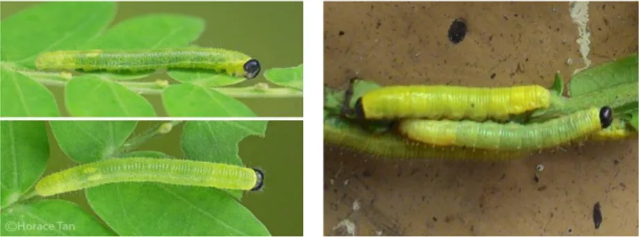 Gambar 5. Larva E. blanda instar 4 dengan perbesaran 2 x  (A. Tan, 2015, B. Dokumen pribadi, 2016) 