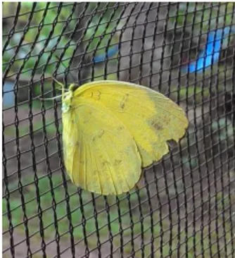 Gambar 8. Kupu-kupu E. blanda (Dokumen pribadi, 2016) 