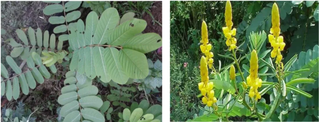 Gambar 10. Tanaman ketepeng (Cassia alata) (Dokumen pribadi, 2016) 