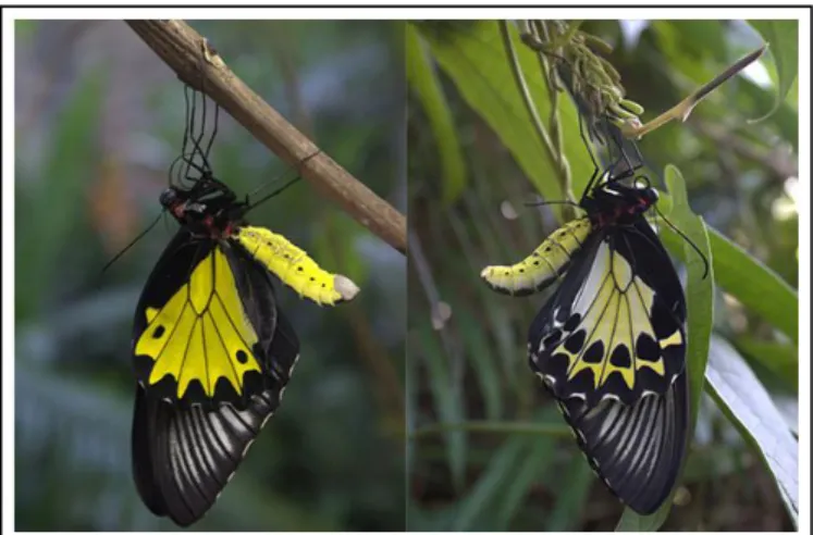 Gambar 1. Imago T. helena jantan (kiri) dan betina (kanan)  Sumber: Rudiyanto (2015) 