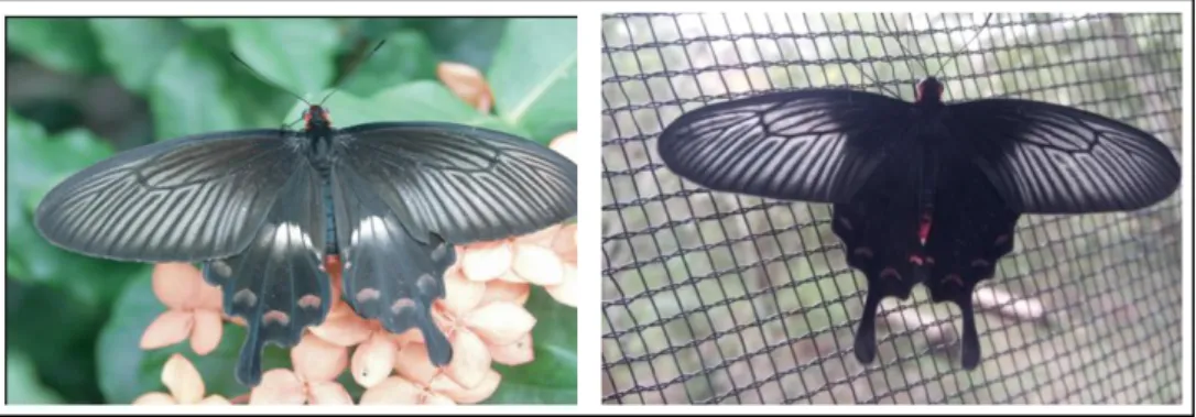 Gambar 3. Imago Pachliopta aristolochiae jantan (kiri) betina (kanan)  Sumber: Dokumentasi pribadi (2015) 