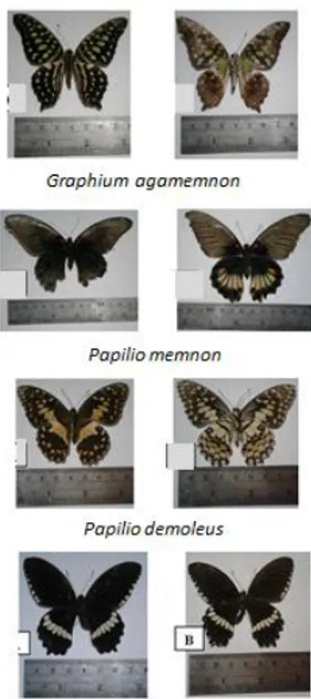 Gambar 3. Kupu-kupu Family Papilionidae ( Tampak Dorsal dan Ventral) 