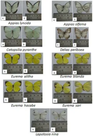 Gambar 4. Kupu-kupu Family Pieridae (Tampak Dorsal dan Ventral) 