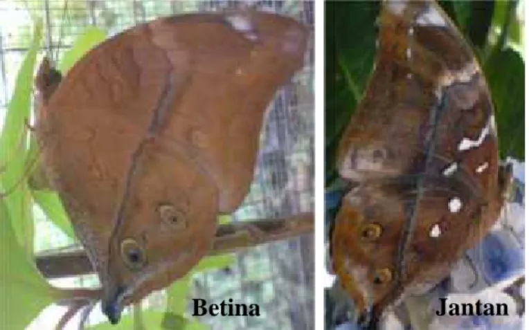 Gambar 1. Kupu-kupu D. bisaltide (Winanti, 2010)