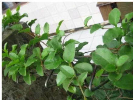 Gambar 10 Winahong (Anredera cordifolia) yang merambat di pagar rumah  Kendala dalam pemanfaatan tumbuhan sebagai obat adalah sebagian  masyarakat lebih menginginkan cara yang lebih praktis dalam mengobati  penyakit, sehingga banyak masyarakat yang lebih m