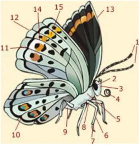 Gambar 2 Anatomi kupu-kupu. 