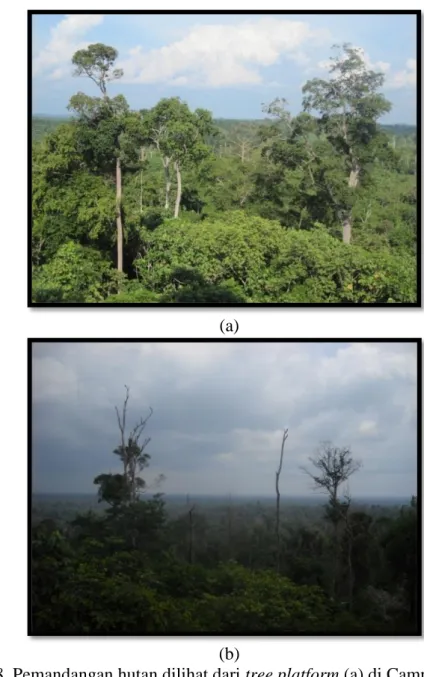 Gambar 8  Pemandangan hutan dilihat dari tree platform (a) di Camp Harapan,  tegakan pohon yang menjuntai tinggi merupakan pohon tempat rangkong  melakukan perhentian jika sedang melintas dan (b) di Fokus