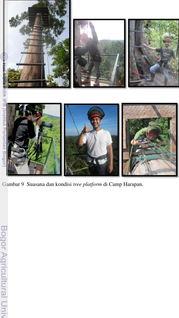 Gambar 9  Suasana dan kondisi tree platform di Camp Harapan. 