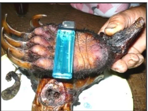 Gambar  3.  Cakar  dan  telapak  kaki  depan  beruang  madu  (Helarctos malayanus) yang digunakan sebagai  bukti keaslian empedu beruang madu
