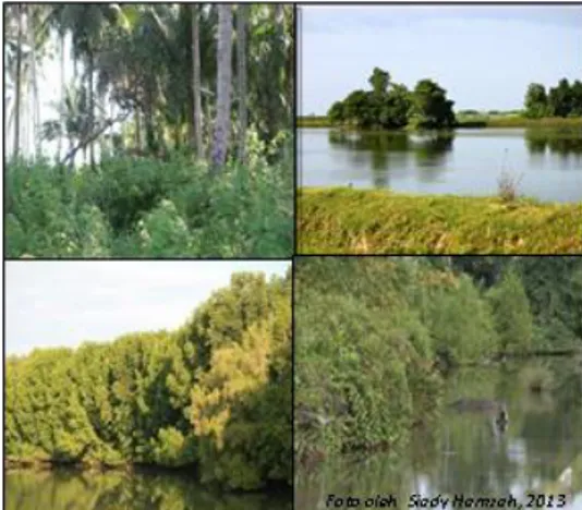 Gambar 1. Gambar Habitat Hutan Pantai (kiri atas), Tambak (kanan atas), Hutan Bakau (Kiri Bawah) dan  Semak-semak (Kanan Bawah )