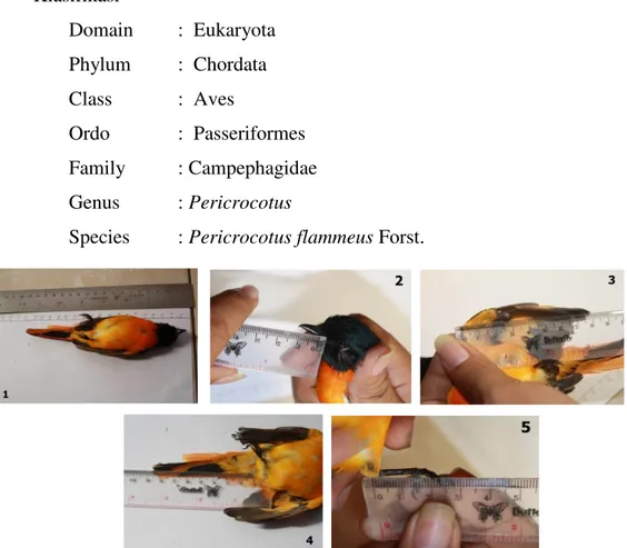 Gambar 4. Panjang Tubuh (1) , Panjang Paruh (2), Panjang Sayap (3), Panjang Ekor (4),  Panjang Tungkai Pericrocotus flammeus (5)