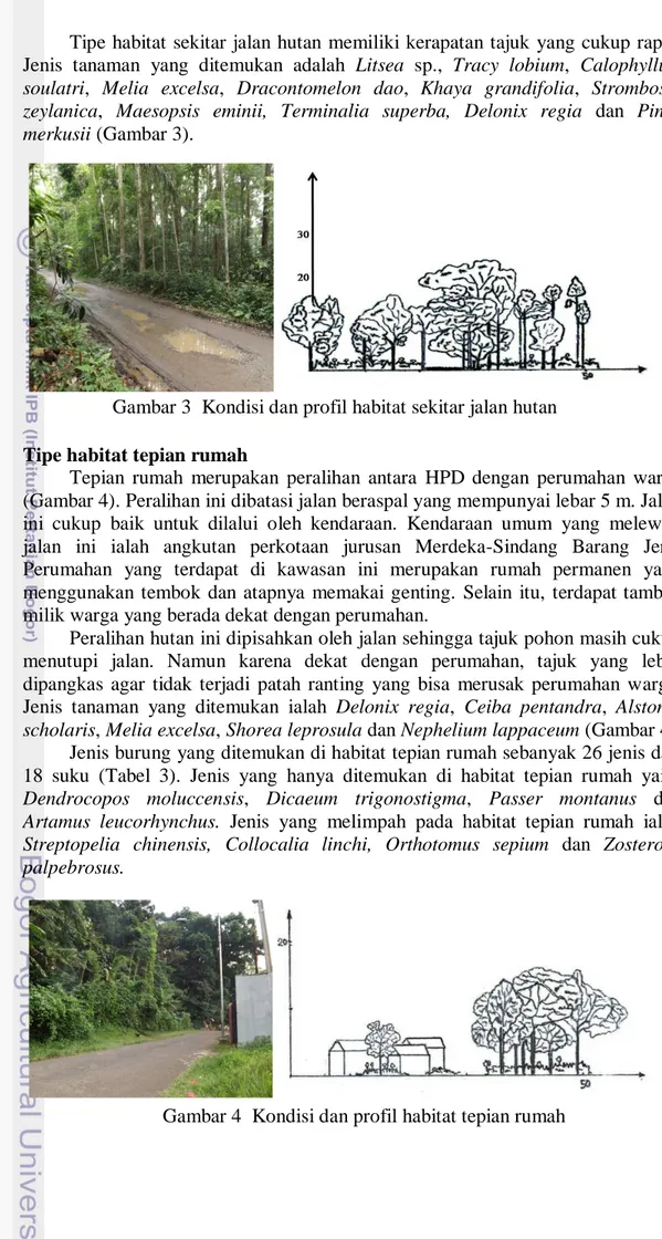 Gambar 4  Kondisi dan profil habitat tepian rumah Gambar 3  Kondisi dan profil habitat sekitar jalan hutan 