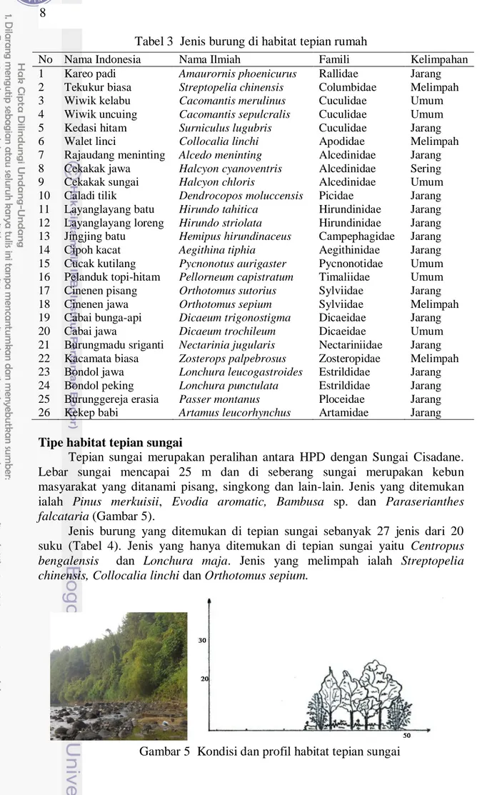 Gambar 5  Kondisi dan profil habitat tepian sungai Tabel 3  Jenis burung di habitat tepian rumah 