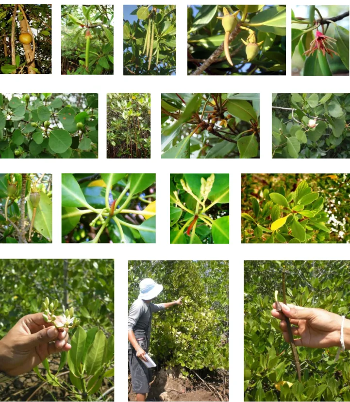 Gambar 6.  Jenis-Jenis Mangrove di Nusa Lembongan dan Ceningan 