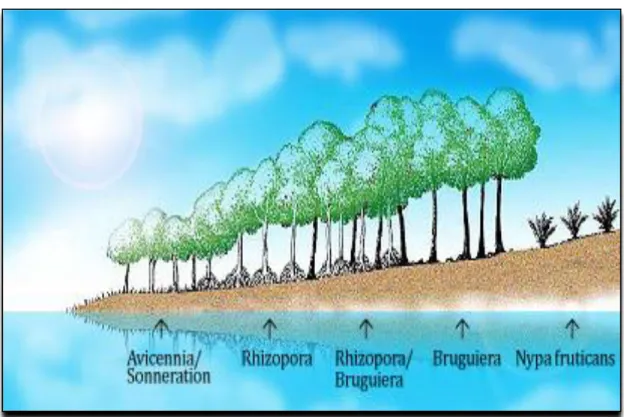 Gambar 3.  Zonasi di ekosistem mangrove (www.sahabatbakau.com) 