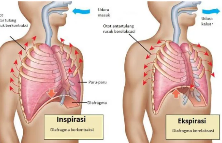 Gambar 11. Mekanisme pernafasan dada dan perut  www.utakatikotak.com 