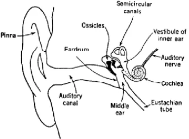 Gambar 1. Struktur Mekanis Telinga Manusia. Gambar di ambil dari Lawrence E  Kinsler “Fundamentals of Acoustics 3 rd  Ed”