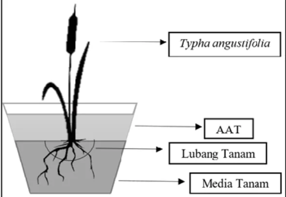 Gambar 1. Desain percobaan fitoremediasi AAT  menggunakan T. angustifolia yang diaplikasikan FMA 