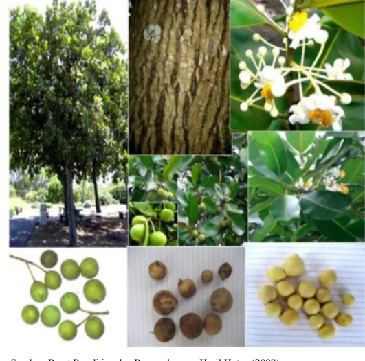 Gambar 1. Pohon, kayu, bunga, buah, daun, dan biji nyamplung. 