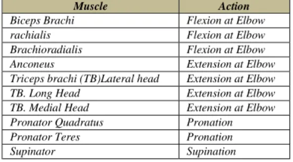 Tabel 1. Otot yang menggerakkan Elbow Joint [4]
