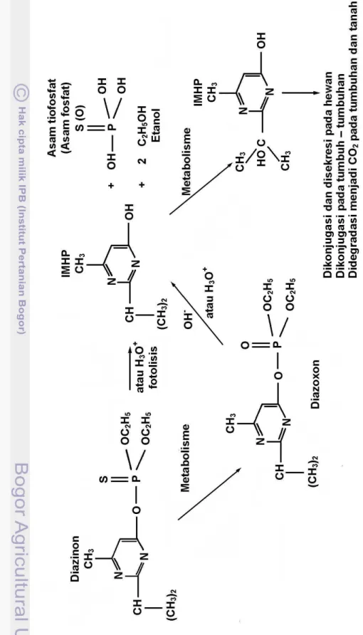 Gambar 3. Degradasi diazinon yang terjadi melalui proses biotik dan abiotik (Leland 1998)