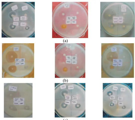 Gambar 2. Uji aktivitas antimikroba (a) Escherichia coli, (b) Staphylococcus aureus, (c) Candida  albicans 