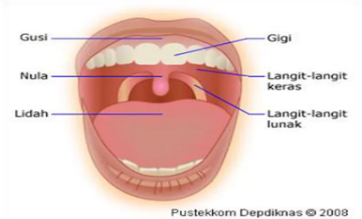 Gambar 2.1: Mulut  1.  Gigi 