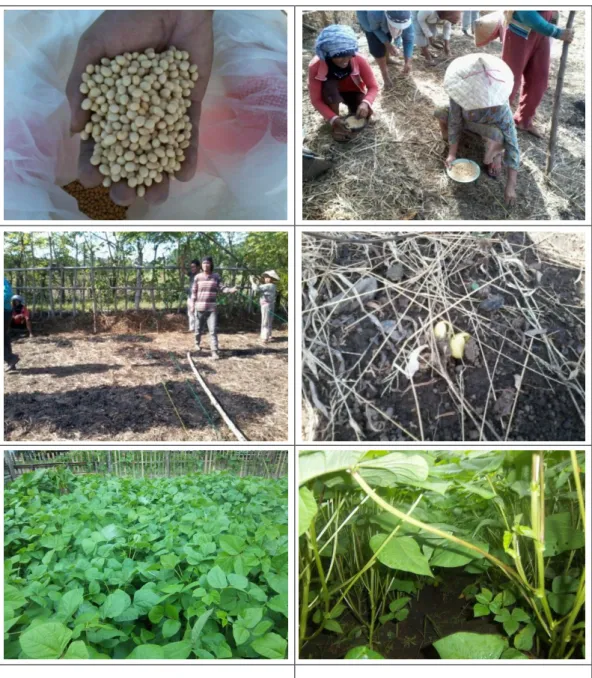 Gambar  kegiatan  penanaman  (Tanggal  15  Juni  2013)  dan  keragaan  pertumbuhan tanaman kegiatan Demfarm Kedelai  di Kab