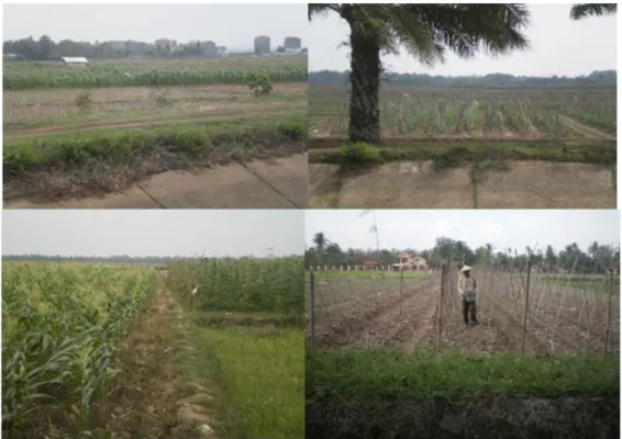 Gambar 2.  Keragaan tanaman jagung dan sayuran yang ditanam pada sawah irigasi,  menjelang penanaman padi pada MT 1