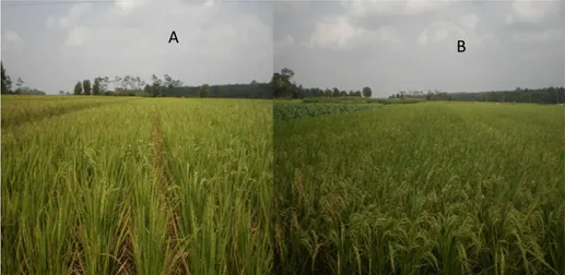 Gambar 2.  Pertumbuhan padi varietas ciherang pada sawah (A) tanpa pengembalian/ 