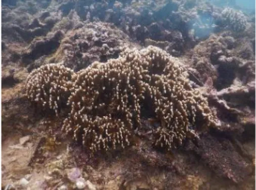 Gambar 5. Coral Foliose 