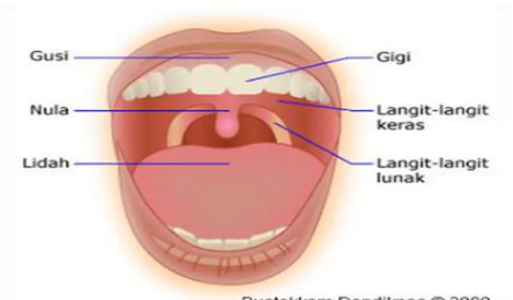 Gambar 2.1: Mulut  1.  Gigi 