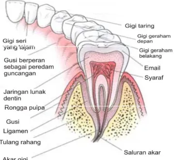Gambar 2.4. Skema susunan gigi