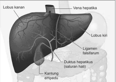 Gambar 5.9 Hati.Lobus kanan Lobus kiriVena hepatikaLigamen falsifarumDuktus hepatikus (saluran hati)Kantung empedu