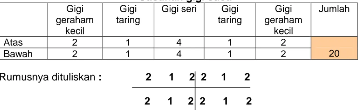Tabel 5.1  Susunan gigi susu  Gigi 