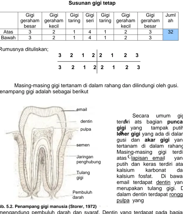 Tabel 5.2  Susunan gigi tetap  Gigi  geraham  besar  Gigi  geraham kecil  Gigi  taring  Gigi seri  Gigi  taring  Gigi  geraham kecil  Gigi  geraham besar  Jumlah  Atas  3  2  1  4  1  2  3  32  Bawah  3  2  1  4  1  2  3  Rumusnya dituliskan;              