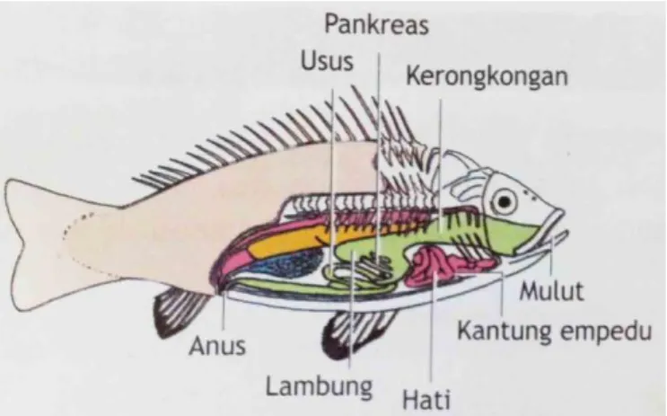 Gambar 5. Pencernaan Ikan (sumber: wandylee.wordpress.com) 
