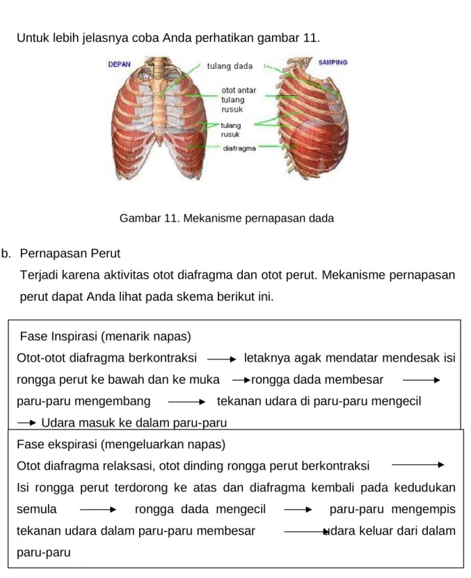 Gambar 11. Mekanisme pernapasan dada 