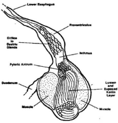 Gambar 7. Anatomi proventrikulus dan empedal ayam (Sumber: Moran, 1982)